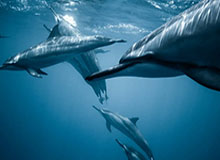 开云体育官方网址-马刺110-107逆转险胜猛龙取10连胜 瓦塞尔21+5+2